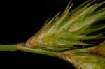 Broom sedge